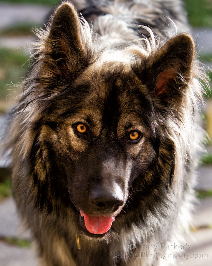 american alsatian rescue